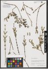 Foto von Salix purpurea L.